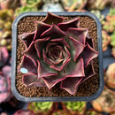 newplants38.jpeg