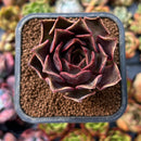 newplants39.jpeg
