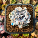 Echeveria 'Crispate Beauty' 2" Succulent Plant