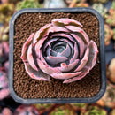 newplants41.jpeg