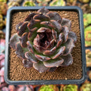 newplants42.jpeg
