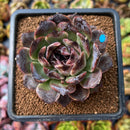 newplants43.jpeg