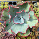 newplants46.jpeg