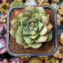 newplants47.jpeg