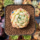 newplants48.jpeg