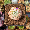 newplants49.jpeg