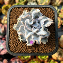 newplants4.jpeg