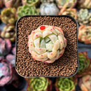 newplants50.jpeg