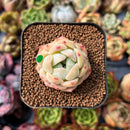 newplants51.jpeg