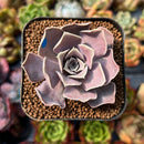 Echeveria Diffractens 1" Succulent Plant