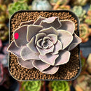 newplants54.jpeg