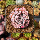 newplants57.jpeg