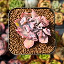 Echeveria 'Trumpet Pinky' 2" Succulent Plant