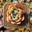 Echeveria 'Orange Champaign' 2" Succulent Plant