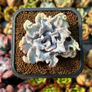 Echeveria 'Crispate Beauty' 2" Succulent Plant