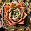 newplants60.jpeg