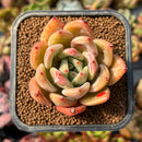 newplants61.jpeg