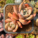 newplants62.jpeg