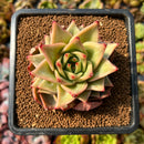 newplants66.jpeg