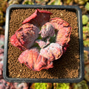 newplants67.jpeg