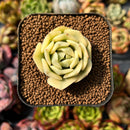 newplants69.jpeg