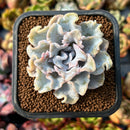 newplants6.jpeg