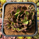 Echeveria Agavoides 'Phantom Gold' 4" Succulent Plant