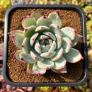 Echeveria 'White Robin' 3" Succulent Plant