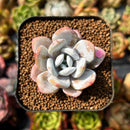 Echeveria Laui 1" Succulent Plant