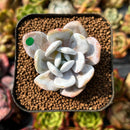 newplants79.jpeg