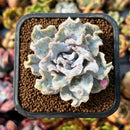 Echeveria 'Crispate Beauty' 2" Succulent Plant