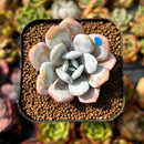 newplants80.jpeg