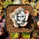 Echeveria Laui 1" Succulent Plant