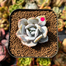 newplants82.jpeg