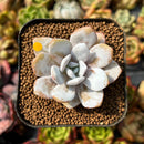 newplants83.jpeg