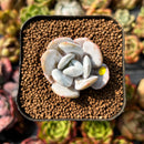 newplants84.jpeg
