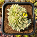 newplants85.jpeg
