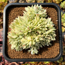 newplants86.jpeg
