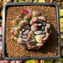 newplants87.jpeg