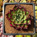 Echeveria Agavoides 'Sarabony' Superclone 2" Succulent Plant