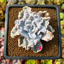 newplants8.jpeg