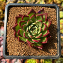 newplants90.jpeg