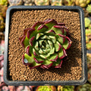 newplants91.jpeg