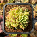 Echeveria 'Tesla' 2" Cluster Succulent Plant