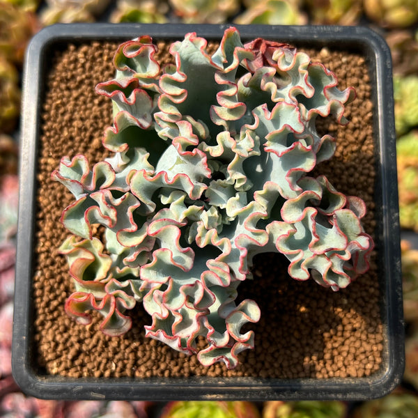aquarius succulent Echeveria 'Aquarius' 2