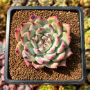 newplants94.jpeg