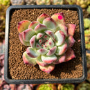 Echeveria 'Ratam' 2"-3" Succulent Plant