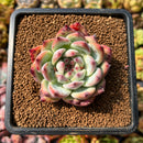 newplants96.jpeg