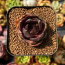 newplants98.jpeg