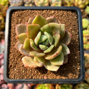 newplants99.jpeg